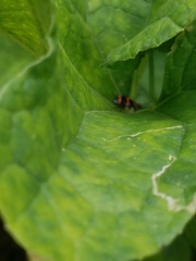 Lebia bitaeniata