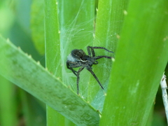 Aglaoctenus oblongus