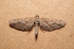 Eupithecia scopariata