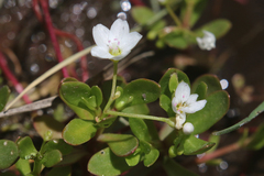Montia chamissoi