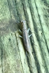Chaeteessa