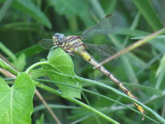 Phanogomphus militaris