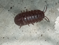 Armadillidium vulgare
