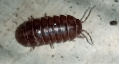 Armadillidium vulgare