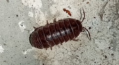 Armadillidium vulgare