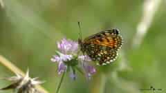 Melitaea athalia