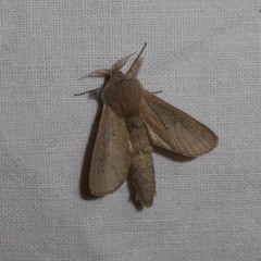 Phragmataecia castaneae