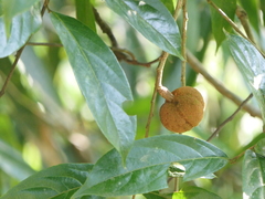 Hydnocarpus pentandrus