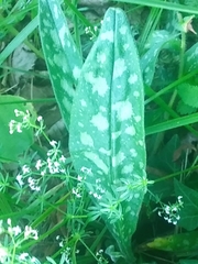 Pulmonaria longifolia