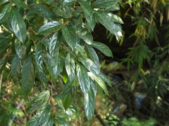 Hydnocarpus pentandrus