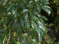 Hydnocarpus pentandrus
