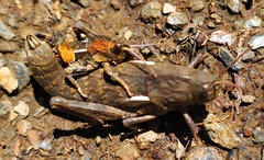 Eumigus
