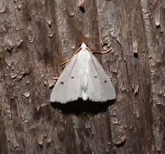 Leptosteges vestaliella