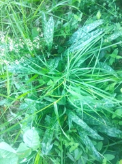 Pulmonaria longifolia