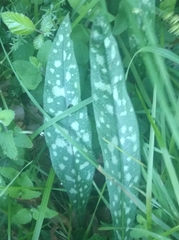 Pulmonaria longifolia
