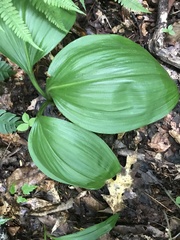 Veratrum parviflorum