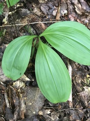 Veratrum parviflorum
