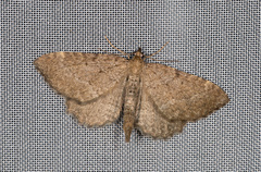 Philereme vetulata