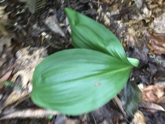 Veratrum parviflorum