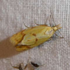 Agapeta