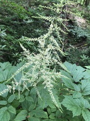 Aruncus
