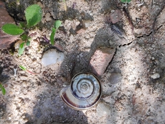 Xerolenta obvia