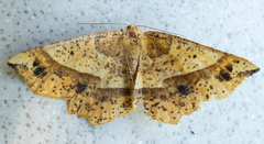 Euchlaena tigrinaria