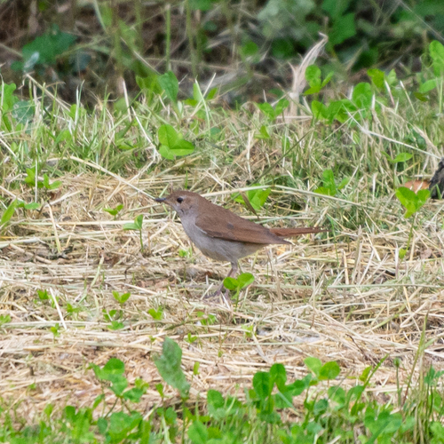 Ruiseñor común (Luscinia megarhynchos)