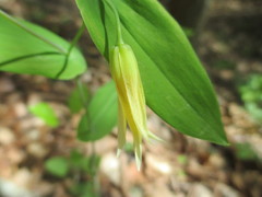 Uvularia perfoliata
