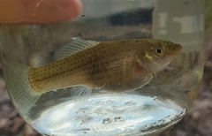 Poecilia latipinna