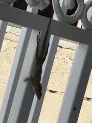 Anolis cristatellus