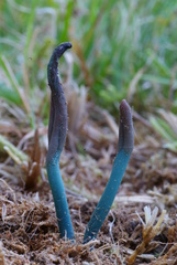 Microglossum olivaceum