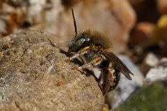 Anthidium punctatum