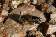 Anthidium punctatum