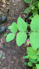 Lathyrus ochroleucus