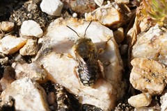 Anthidium punctatum