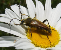 Lepturobosca chrysocoma