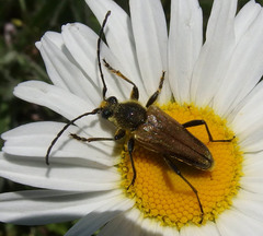 Lepturobosca chrysocoma