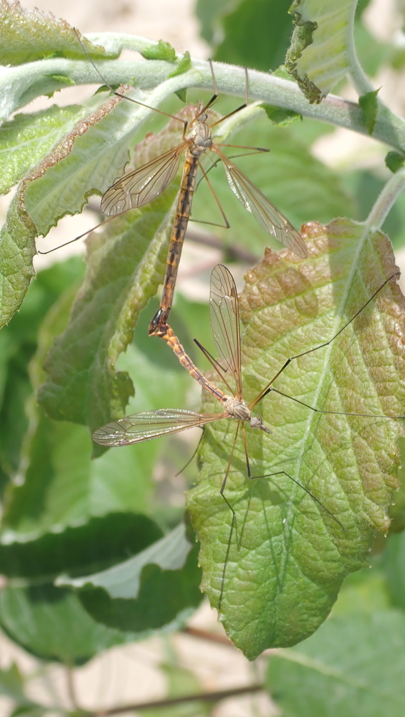 Tipula nodicornis