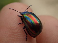 Oreina speciosa