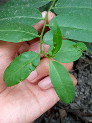 Vallesia