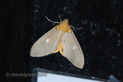Asota plaginota