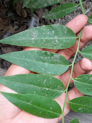 Vallesia