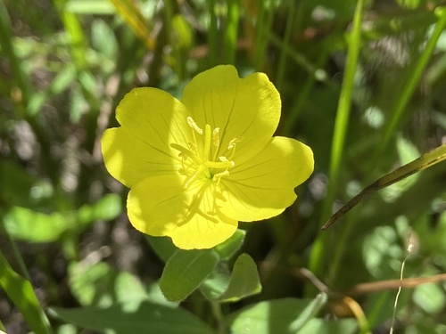 prairie evening-primrose (Oenothera sessilis)