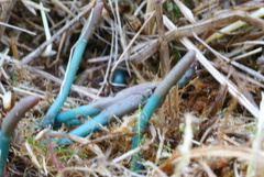 Microglossum olivaceum