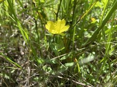 Oenothera sessilis