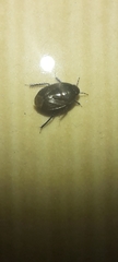 Cydnidae