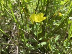 Oenothera sessilis