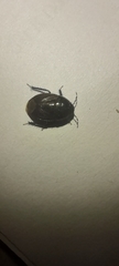 Cydnidae