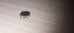 Cydnidae